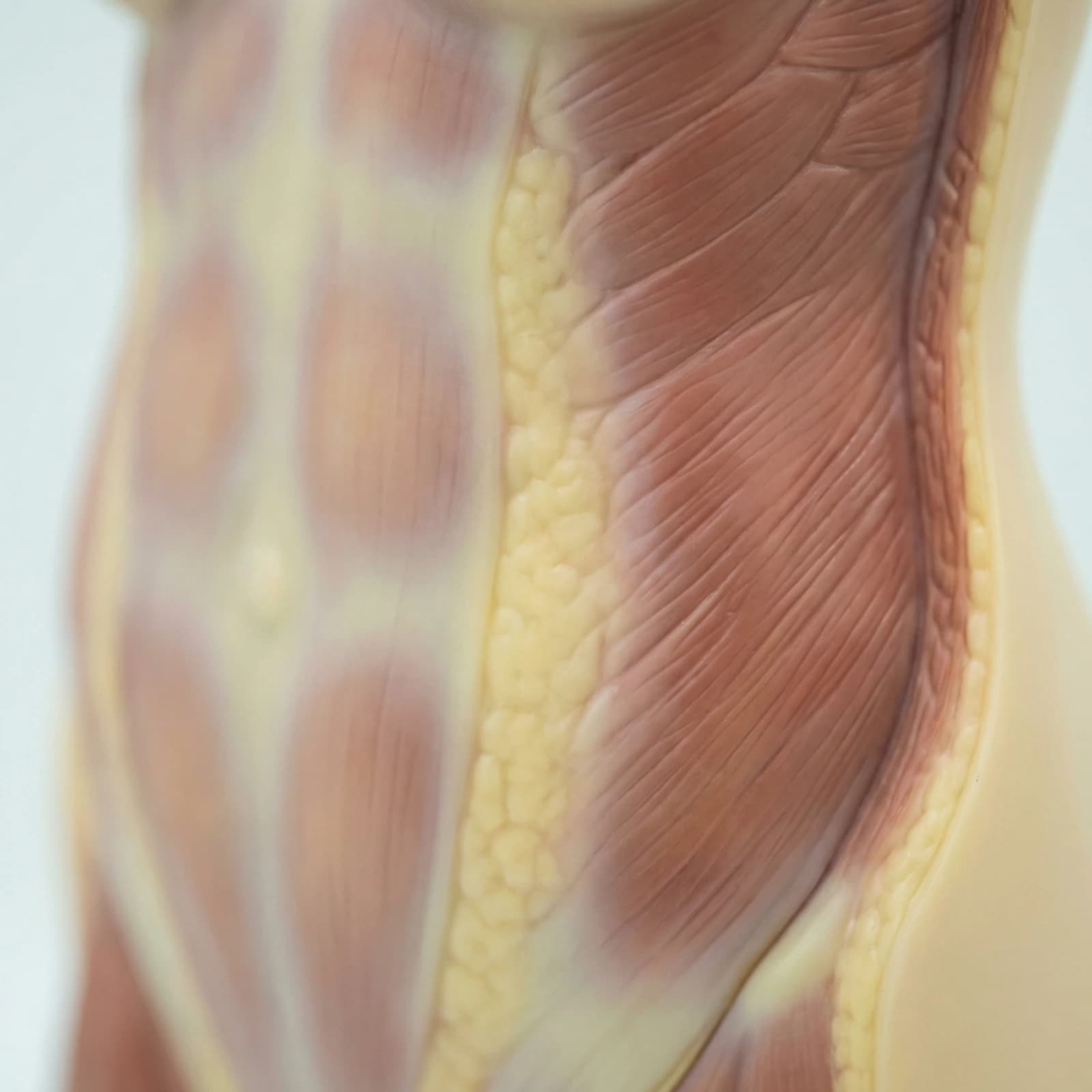 Body Composition Analysis - 2
